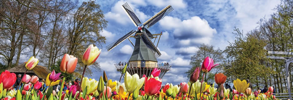 Windmill amongst the tulips